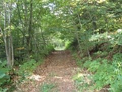 L'aspect de la forêt a totalement changé, la résineux ont désormais laissé place aux feuillus